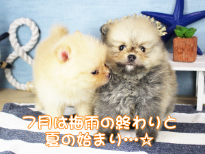今日から７月！